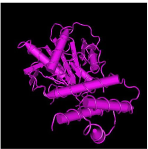 Şekil 2. 4. FASN protein yapısal thioesteraz domain yapısının çizimi (Madej ve ark.  2014)