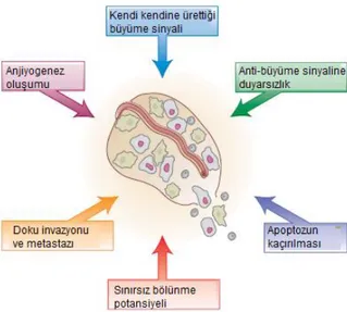 Şekil 1. Kansere neden olan hücrelerde değişikliklerin şematik gösterimi [12]. 