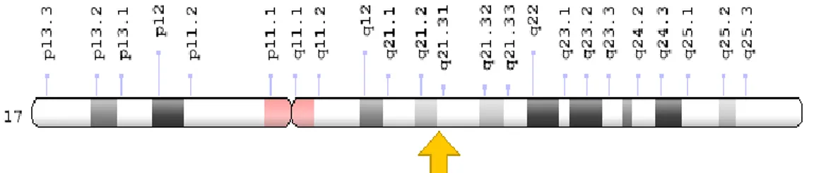 Şekil 3.  BRCA1 geni [30]. 