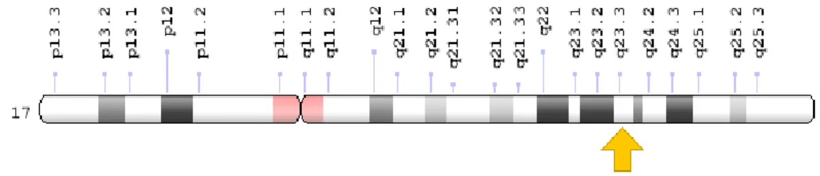 Şekil 4.  İnsan büyüme hormonu (121).