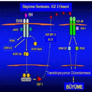 Şekil 7. Büyüme hormonu sinyal yolağı [23]. 