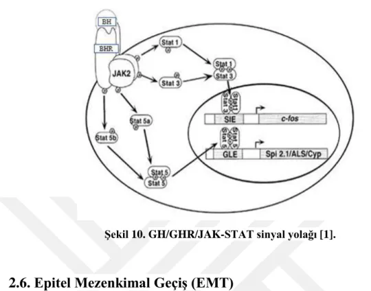 Şekil 10. GH/GHR/JAK-STAT sinyal yolağı [1]. 