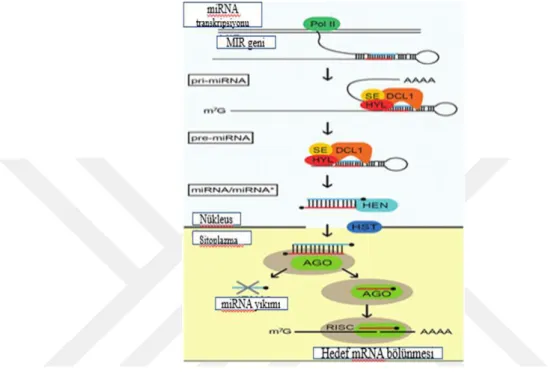 Şekil 13. Hedef mRNA yıkımı [58]. 