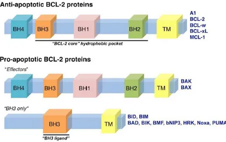 Şekil 2 6 Bcl-2 ailesi proteinlerinin çeşitleri ve genel yapısal formu (Anvekar ve ark,