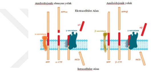 Şekil  2.  9  Amiloid  öncül  proteinin,  Amiloid  beta  üreten  ve  üretmeyen  proteolitik  işlenim 
