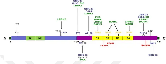Şekil 2. 17 2N4R Tau proteini üzerindeki farklı fosfo-epitop bölgelerini hedefleyen farklı tau 