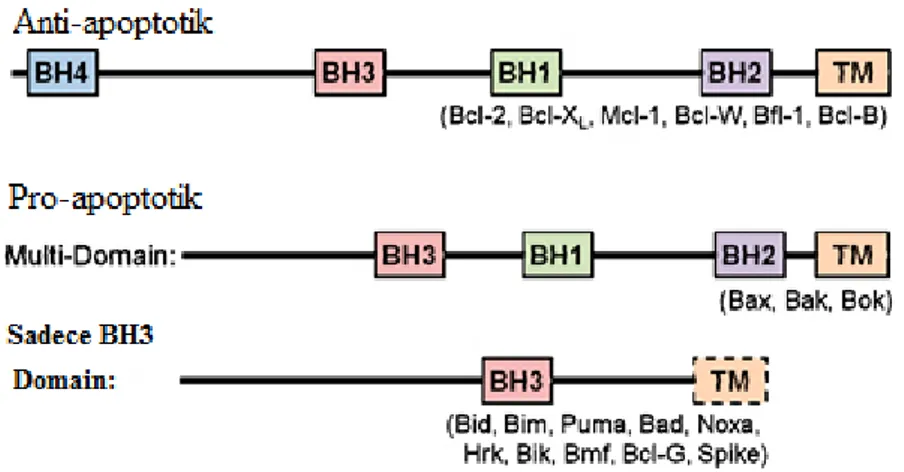 Şekil 2. 7. Bcl-2 ailesi üyelerinin domain yapısı [52]. 