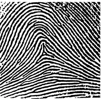 Şekil 2.4 Tak izler(Ridges and Furrows 2001). 