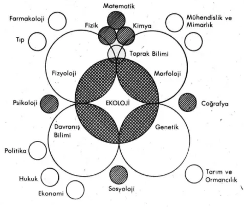 Şekil 3. 1. Ekolojinin diğer bilim dallarıyla olan ilişkisi (Çepel,1992). 