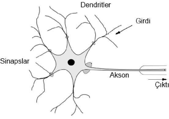 Şekil 4.1 Sinir hücresinin yapısı 
