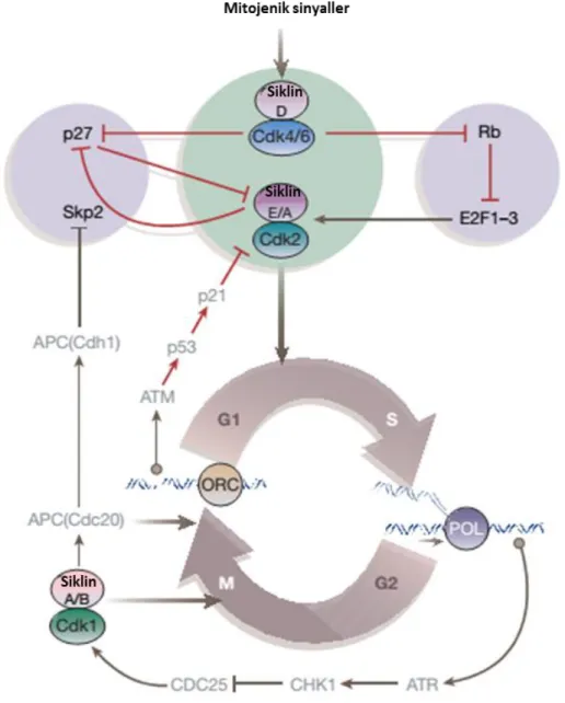 Şekil  1.5.  Doğal  CDK  inhibitörleri  ve  hücre  döngüsünü  düzenleyici  yolakların interaksiyonu (Massague 2004)