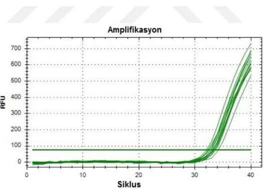 Şekil 4.15:miR473 amplifikasyon eğrisi