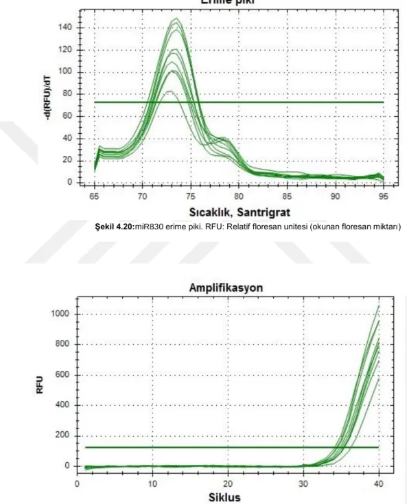 Şekil 4.21:miR830 amplifikasyon eğrisi