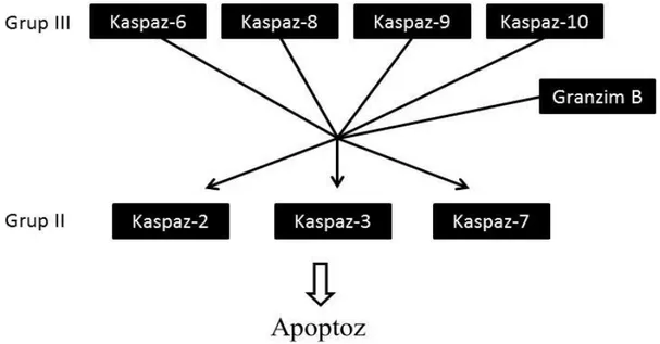 Şekil 7. Kaspazların moleküler sıralanışı.  