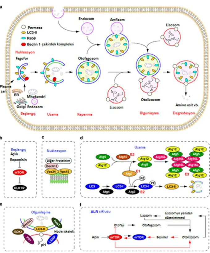 Şekil 9. Otofajinin düzenlenmesi (70). 