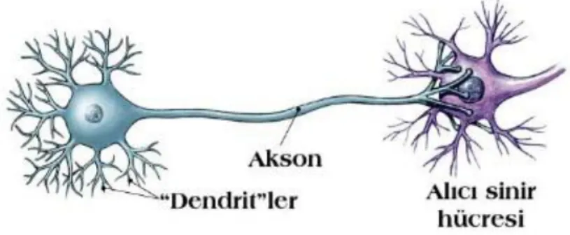 Şekil 3.1 Nöron yapısı (www.estanbul.com) 