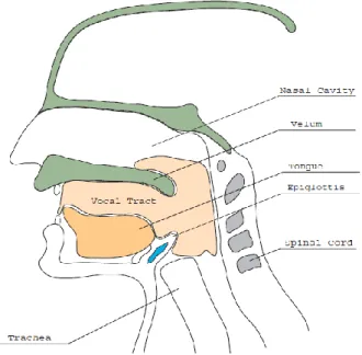 Figure 2 :Human Vocal Mechanism [13] 