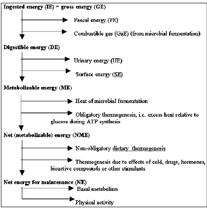 Figure 2.5 Overview of food energy flow through the body for maintenance of  energy balance 