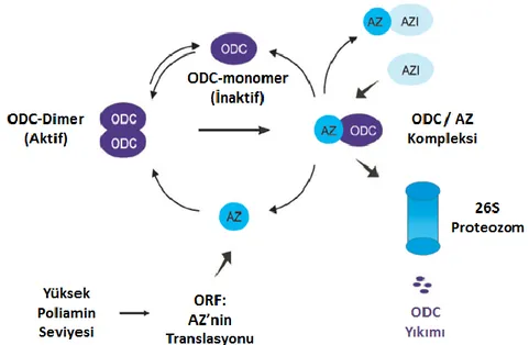 Şekil 2. 6. ODC’nin, ornitin dekarboksilaz antizim ve antizim inhibitörü ile düzenlenmesi (64)