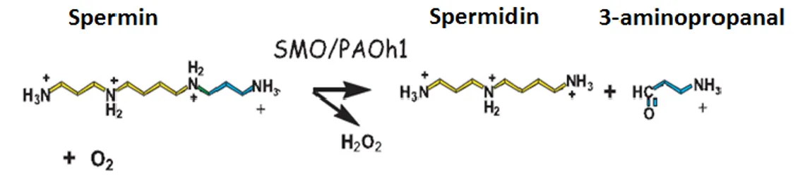 Şekil 2.7. Sperminin SMO veya PAO enzimleri ile spermidine dönüşümü (70).