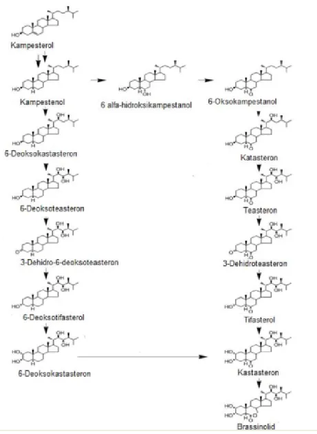 Şekil 2.14. Brassinosteroidlerin biyosentezi. 
