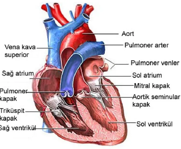 Şekil 1: Kalp anatomisi 