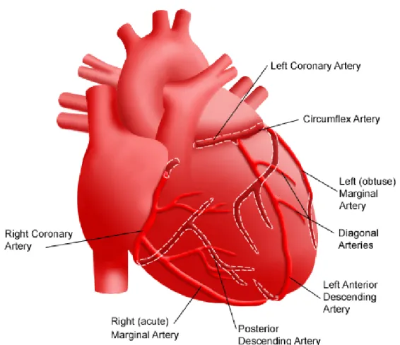 Şekil 2: Koroner arterlerin kalp üzerindeki dağılımı 
