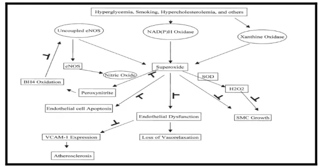 Şekil 6: NAS’ın  endotelyal apoptozisi ve aterosikleroz gelişimini önlediği basamaklar 