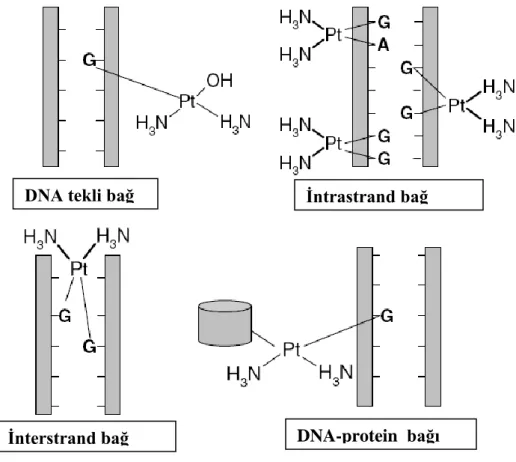 ġekil 2: Sisplatinin DNA ile oluşturduğu bağlar    
