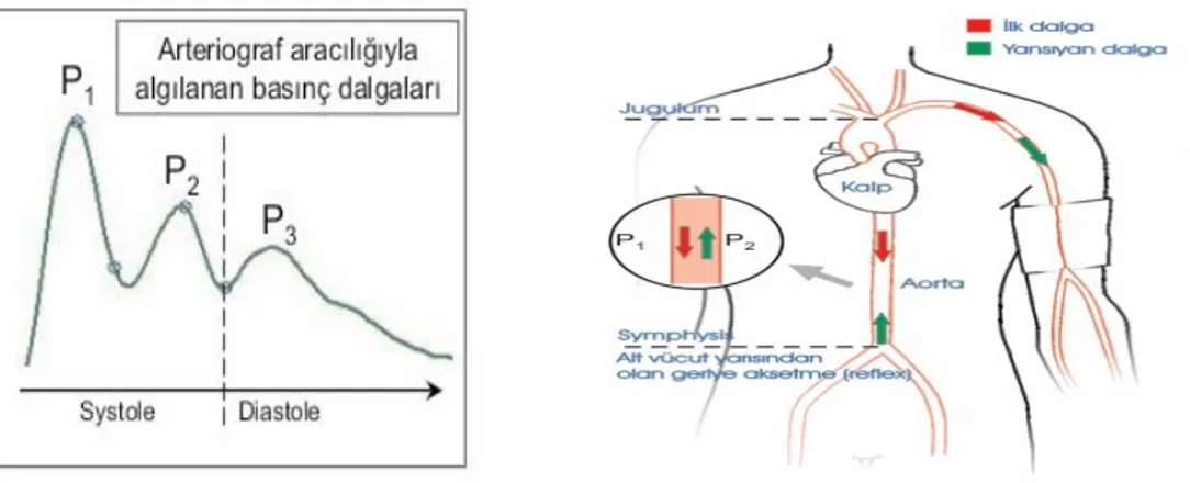 Şekil 5.P 1 erken sistolik dalga,  P 2 geç sistolik periferden yansıyan dalga, P 3 diyastolde kalbe yansıyan dalga 