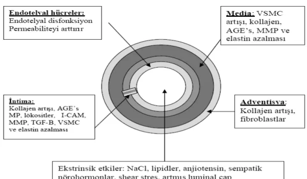 Şekil 6. Arteriyel stiffness’ın oluşum mekanizmaları (VDT: Vaskuler düz kas tonusu, MMP: 