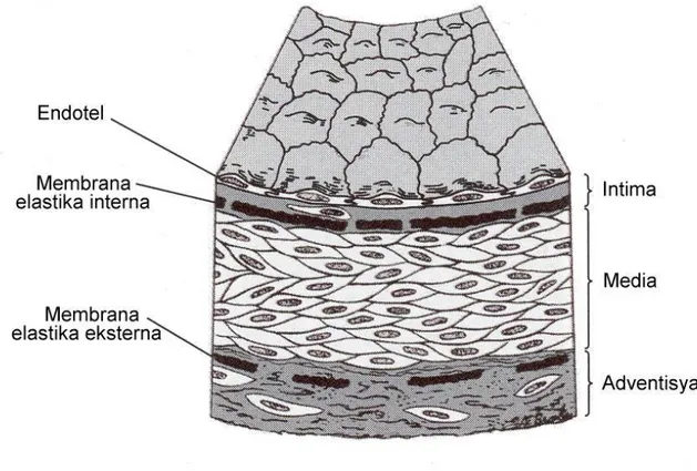 Şekil 1: Tipik bir damarın duvar yapısı (Ross R, Glomset J.A.: The pathogenesis of 