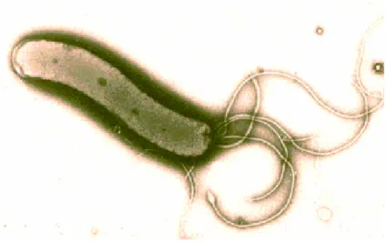 Şekil 1: Helicobacter pylori  