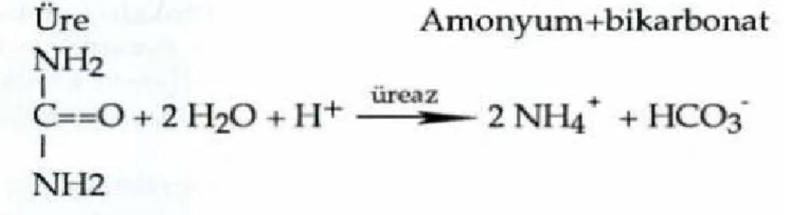 Şekil 2: Ürenin H.pylori’nin üreaz enzimi ile hidrolize olması 