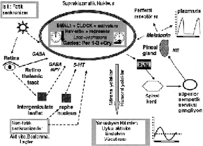 Şekil 2. Memeli sirkadiyen ritminin şeması (GABA: γ-amino-butirik asid, 5-HT: 5-