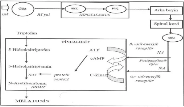 Şekil  5.  Melatonin  sentezinin  kontrolü 38   (SKÇ:  Suprakiazmatik  çekirdek,  RT:  Retinotalamik,  PVÇ:  Paraventriküler  çekirdek,  SSG:  Superiyor  servikal  ganglion,  NA:  noradrenalin, NAT: N-asetil transferaz, HIOMT: Hidroksiindol-O-metiltransefe