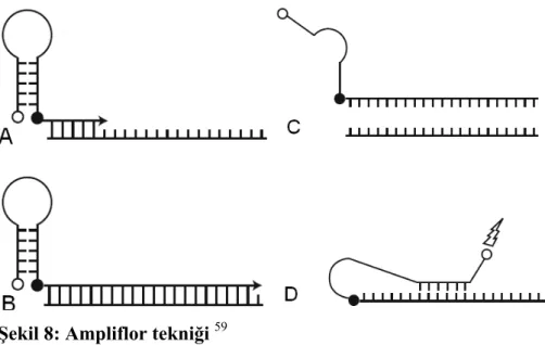 Şekil 8: Ampliflor tekniği  59