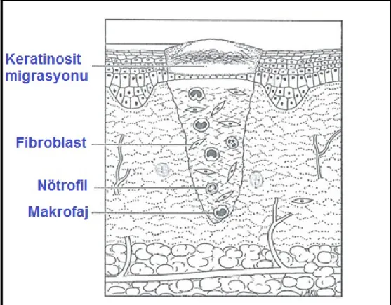 Şekil 4: Fibroblastların protein ve büyüme faktörü sentezi ve  keratinositlerin yara komşuluğundan migrasyonu 9