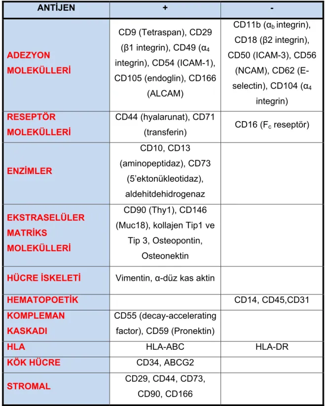 Tablo 1: ADAS’ın immunfenotip işaretleyicileri 57,59