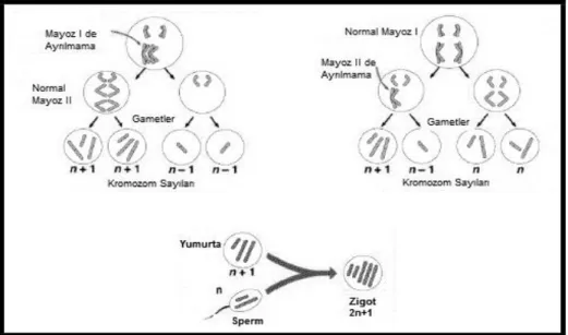Şekil  1: Trizomi 21‟den sorumlu mayotik hata sıklıkla maternaldir (%90-95) ve daha              