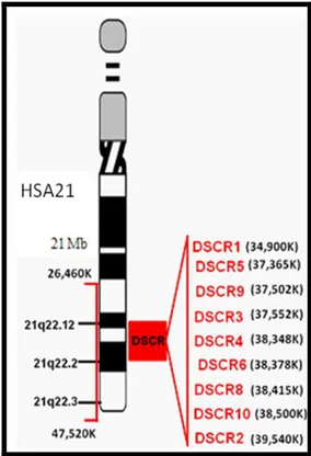 Şekil 6: HSA21 üzerindeki DSCR kritik bölgesi (DSCR=DS critical region) 