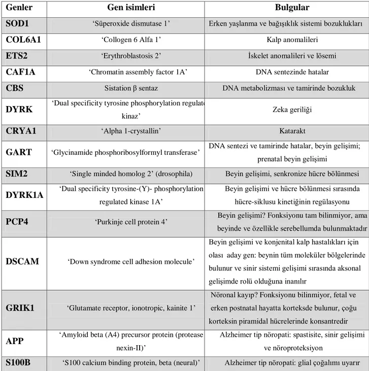 Tablo 1: Down Sendromu gelişiminde yer aldığı tahmin edilen genler