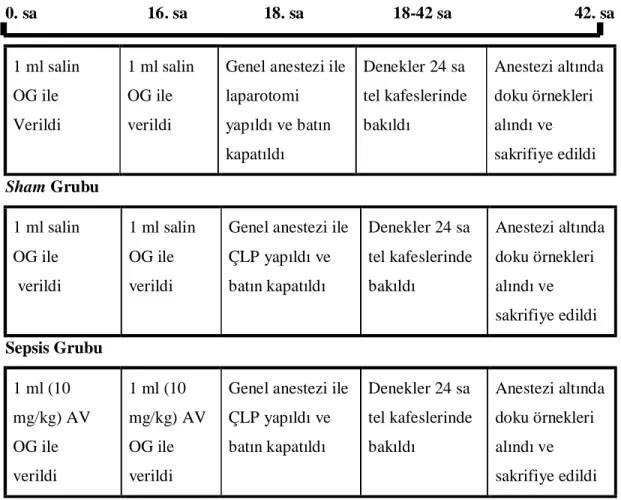 Şekil 6: Deney protokolünün şematik gösterimi 
