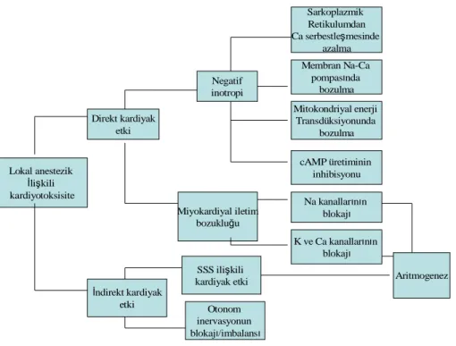 Şekil 1. Lokal anesteziklere bağlı kardiyotoksisite ile ilgili mekanizmaların şeması (3) 