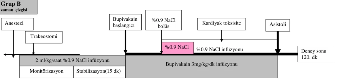 Şekil 5. Grup BL’de oluşturulan deney şeması 