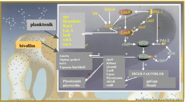 Şekil  4:  P.  aeruginosa’  da  çoğunluğu  algılama  kontrolünün  modeli  (36.  numaralı  kaynaktan alınmıştır)