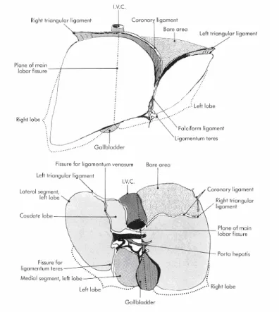 Şekil 1: Karaciğerin yüzey anatomisi 