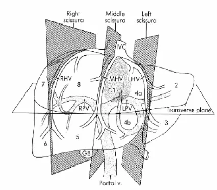 Şekil 2: Karaciğerin segmental anatomisi(9)   b)Vasküler Anatomi 