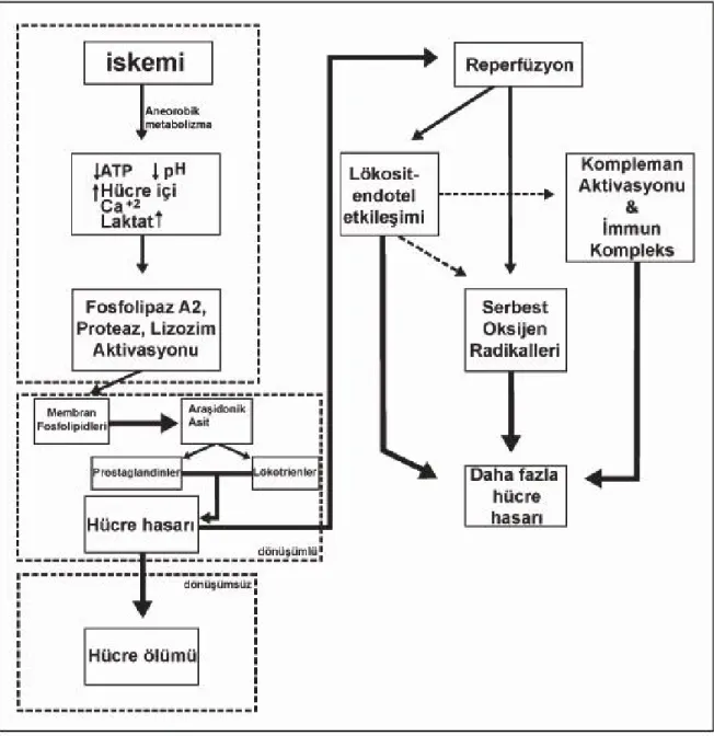Şekil 1: İskemi Reperfüzyon Kaskadı (9) 