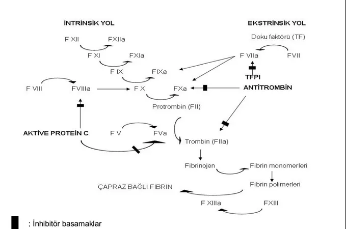 Şekil 2. Koagülasyon Sistemi 